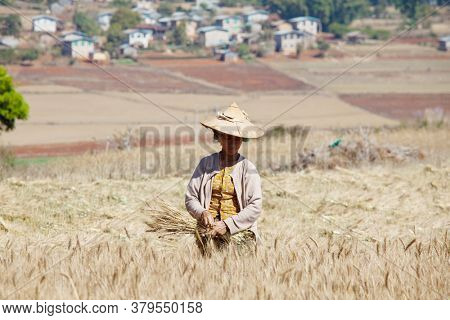 SHAN STATE, MYANMAR - FEBRUARY 04: Shan woman with traditional thanakha on her face is croping wheat harvest on February 04, 2011 in rural area, Shan state, Myanmar.