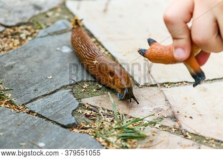 Brown Slimy Gastropods That Have Lost Their Shell.