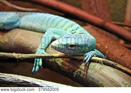 Green Lizard Lying On Wooden Branch In Zoo. Green Lizard Sleeps In Terrarium. Close-up Face Of A Sle