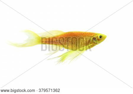 Danio Aquarium Fish Isolated On A White Background