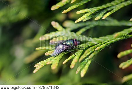 Macro Of A Fly On A Plant