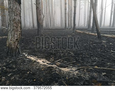 Peatlands Are On Fire. Forest Fire And Its Consequences. Smoke Black Earth Burnt. Burnt Tree Trunks 