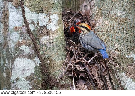 Closeup Adult Female Blue Pitta With 3 Babies In Bird\'s Nest At The Tree Prong, High Angle View, Si