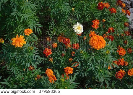 Beautiful Marigold Flowers And Leaves In The Flower Bed.