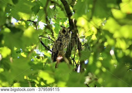 Long-eared Owl Sits On A Branch In A Plantane