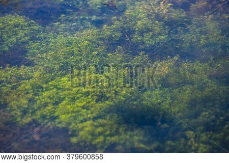 Aquatic Plants In Clear Water At Krupajsko Vrelo (the Krupaj Springs) In Serbia, Beautiful Water Spr