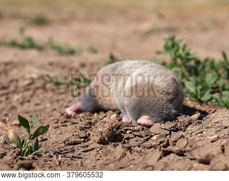 lesser mole rat ( nannospalax leucodon ) in natural habitat