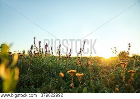 Beautiful Wild Flowers In Field At Sunrise. Early Morning Landscape