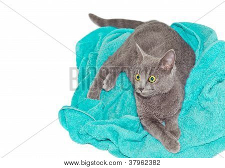 영국 고양이 청록색 수건에 누워