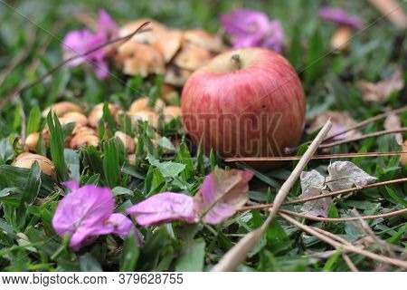 Freshly Red Apples On Grass In Sunshine Light.