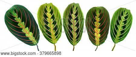 Maranta leuconeura erythroneura on a white background. Tropical leaves