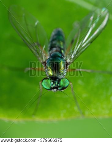 Macro Photography Of Long Legged Fly On Green Leaf