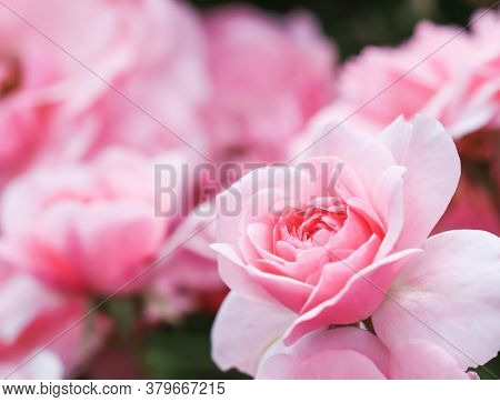 Beautiful Pink Roses Bonica In The Garden. Perfect For Background Of Greeting Cards For Birthday, Va
