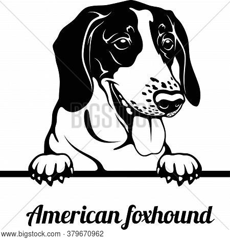 American Foxhound - Peeking Dogs - Breed Face Head Isolated On White