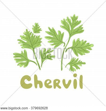 Chervil Herb Isolated On White Background. Chervil Branch With Leaves. Herbal Plants Chervil Or Fren