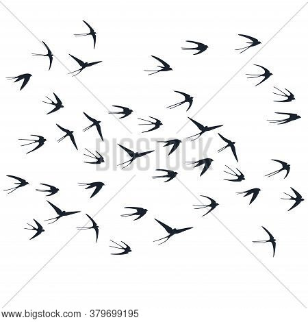 Flying Swallow Birds Silhouettes Vector Illustration. Nomadic Martlets School Isolated On White. Win