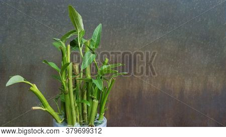 Ipomoea Aquatica Is A Semi-aquatic, Tropical Plant Grown As A Vegetable For Its Tender Shoots And It