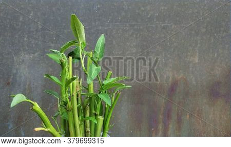 Ipomoea Aquatica Is A Semi-aquatic, Tropical Plant Grown As A Vegetable For Its Tender Shoots And It