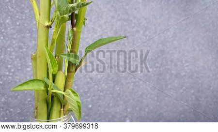 Ipomoea Aquatica Is A Semi-aquatic, Tropical Plant Grown As A Vegetable For Its Tender Shoots And It