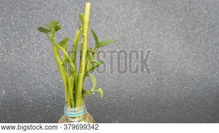 Ipomoea Aquatica Is A Semi-aquatic, Tropical Plant Grown As A Vegetable For Its Tender Shoots And It