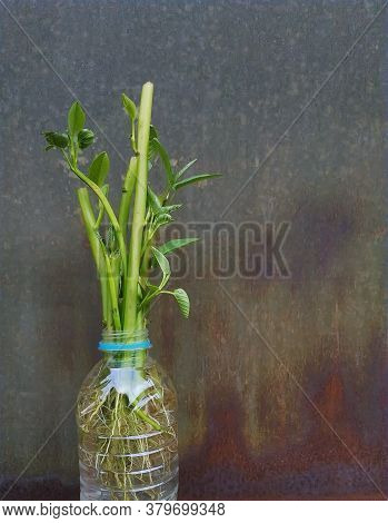 Ipomoea Aquatica Is A Semi-aquatic, Tropical Plant Grown As A Vegetable For Its Tender Shoots And It