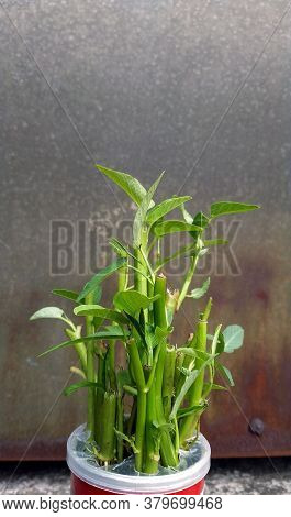 Ipomoea Aquatica Is A Semi-aquatic, Tropical Plant Grown As A Vegetable For Its Tender Shoots And It
