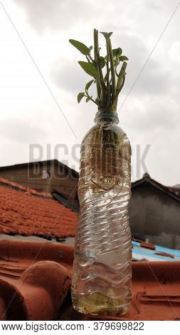Ipomoea Aquatica Is A Semi-aquatic, Tropical Plant Grown As A Vegetable For Its Tender Shoots And It