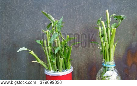 Ipomoea Aquatica Is A Semi-aquatic, Tropical Plant Grown As A Vegetable For Its Tender Shoots And It