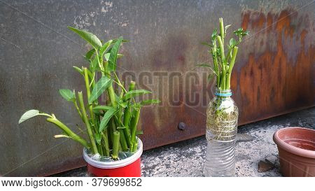 Ipomoea Aquatica Is A Semi-aquatic, Tropical Plant Grown As A Vegetable For Its Tender Shoots And It