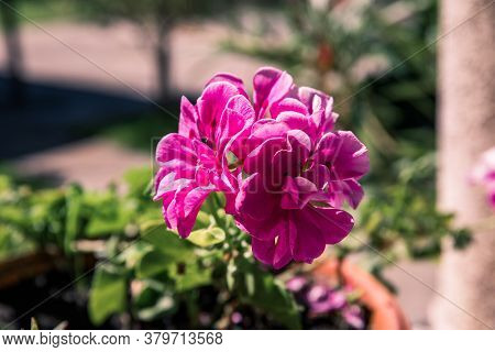Pelargonium Capitatum. Close Up Of A Stalk Of Purple Geraniums Flecked.
