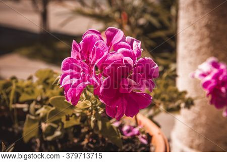Pelargonium Capitatum. Close Up Of A Stalk Of Purple Geraniums Flecked.