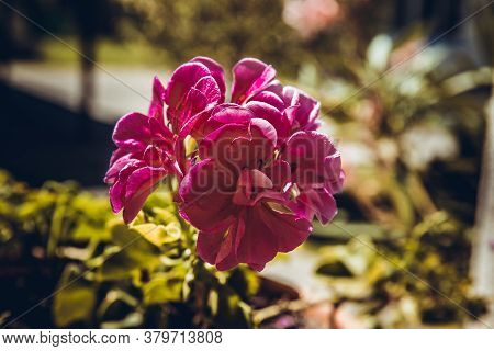 Pelargonium Capitatum. Close Up Of A Stalk Of Purple Geraniums Flecked.