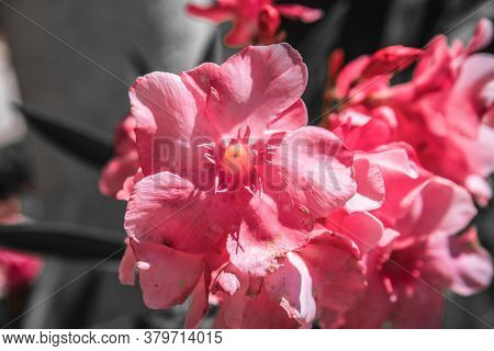 Pelargonium Capitatum. Close Up Of A Stalk Of Purple Geraniums Flecked.