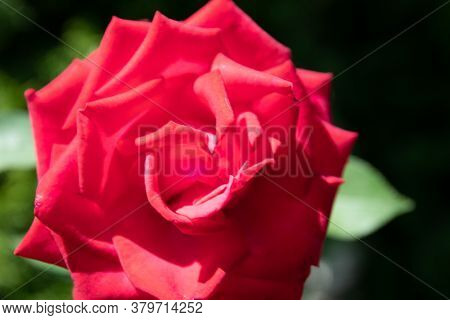 Close Up Of Garden Rose. Beautiful Red Rose On The Branch In The Garden.