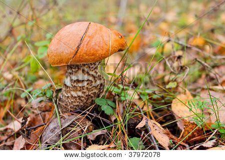 Narancs-cap vargánya gomba