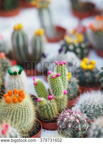 Cactus Tree Green Trunk Has Sharp Spikes Around Blooming In Plastic Pots Colorful Flower