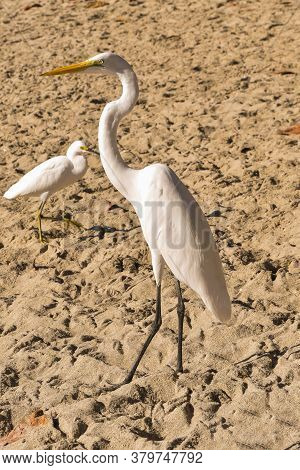Heron On The Beach On A Sunny Day