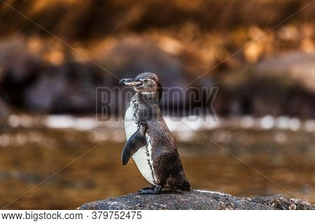 Galapagos penguin of Isabela Island, Galapagos Islands. Endangered species on Galapagos. Amazing animals and wildlife.