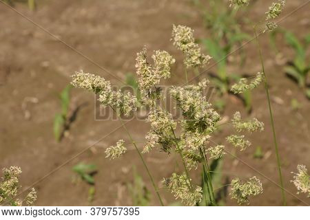Dactylis Glomerata, Also Known As Cock's Foot, Orchard Grass, Or Cat Grass