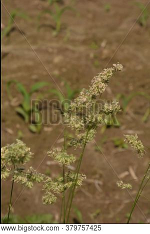 Dactylis Glomerata, Also Known As Cock's Foot, Orchard Grass, Or Cat Grass