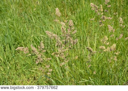 Dactylis Glomerata, Also Known As Cock's Foot, Orchard Grass, Or Cat Grass