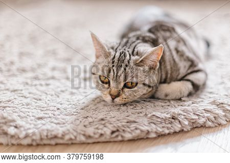 Fluffy Kitten (scottish Stright Breed), Laying On The Rug.  Tabby Grey Cat.