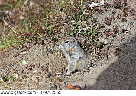 Arctic Ground Squirrel (urocitellus Parryii) In Kamchatka Peninsula, Russia
