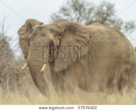 Elefant