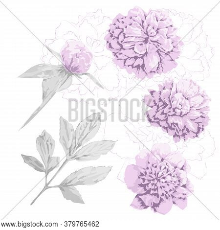 Set Of Pink Peony Flowers, Bud And Gray Leaf. Three Kinds Of Head Piony Flowers And Contours Of It, 