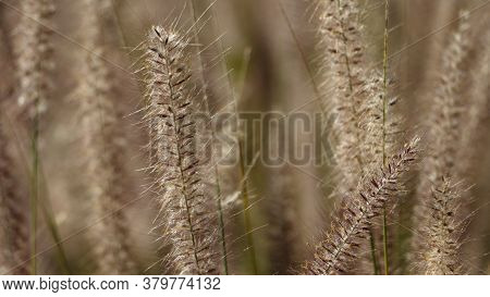 Mission Grass Or Desho Grass Flower, Abstract Background Concept.