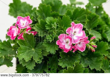 Vivid Pink Pelargonium Flowers (commonly Known As Geraniums, Pelargoniums Or Storksbills) And Fresh 