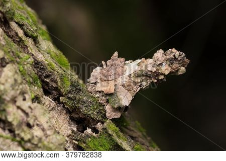 Fully Camouflaged Bagworm Moth Caterpillar (psychidae) On Bark Of Tree