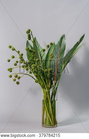 Green Strelitzia Leaves And European Bur Reed Or Sparganium Emersum In Glass Vase On Gray Background