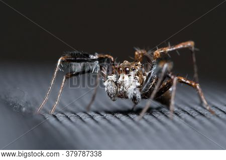Photo Of Jumping Spider (portia Fimbriata) Looking Left On A Cloth